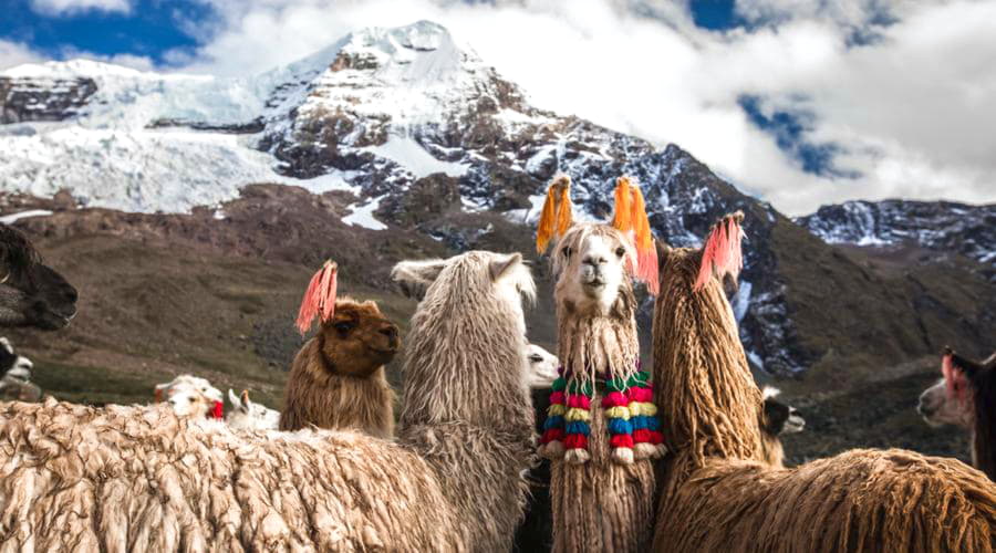 Wat zijn de populairste voertuigkeuzes in Cuzco?